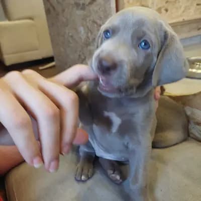 !VERKAUFT! MAILY (kleine Prinzessin) – Weimaraner (kurzhaar) Welpe, Niederösterreich, Yetiştirildi Weimaraner aus der Holzgasse