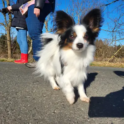D-Wurf – Spaniel Continental Toy (Papillon) Wurf, Niedersachsen, Criado por Papillons von der Flussaue
