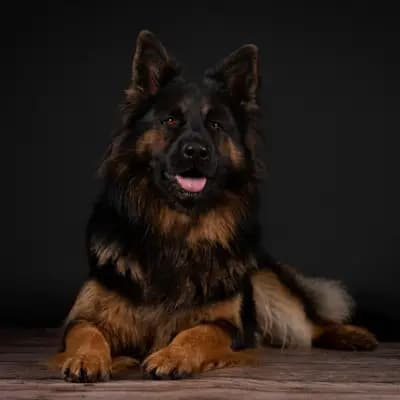 V-Wurf am 13.08.2024 – Altdeutscher Schäferhund Wurf, Schleswig-Holstein, Aufgezogen von Altdeutsche Schäferhunde vom Kreuzkamp