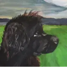 Bear vun de Knabshus cover