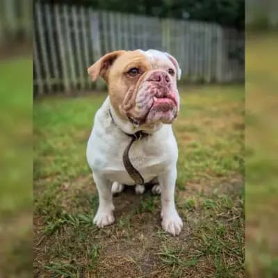 Brownie – Old English Bulldog, Brandenburg, Im Tierheim Tierschutzverein T.I.E.R.E. e.V.
