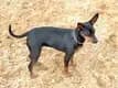 Zwergpinscher vom Honighof