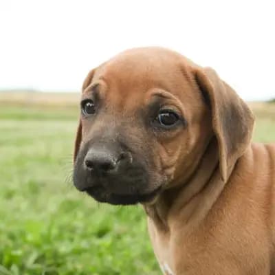 Hedda – Rhodesian Ridgeback Welpe, Thüringen, Raised by Kennel: RRR of Mombasa1 Reinrassige-Rhodesian-Ridgeback.Farm