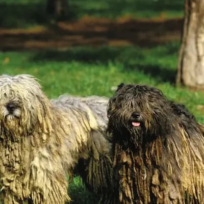 Bergamasker Hirtenhund – Hunderasse