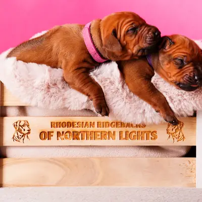 Herr Braun – Rhodesian Ridgeback Welpe, Bayern, Aufgezogen von Of Northern Lights