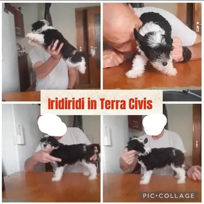 Iridiridi – Chinese Crested Dog Welpe, Bayern, Criado por Terra Civis - Ich bin nichts für schwache Nerven
