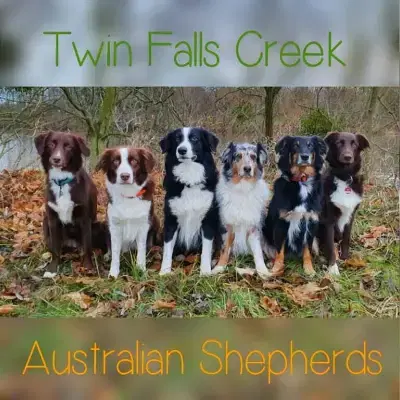 Twin Falls Creek cover