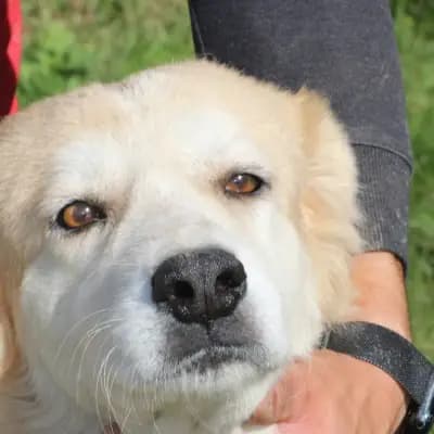 Lani – Golden Retriever, Hessen, Im Tierheim Das kleine Tierheim angeschlossen an Pferd und Hund e.V.