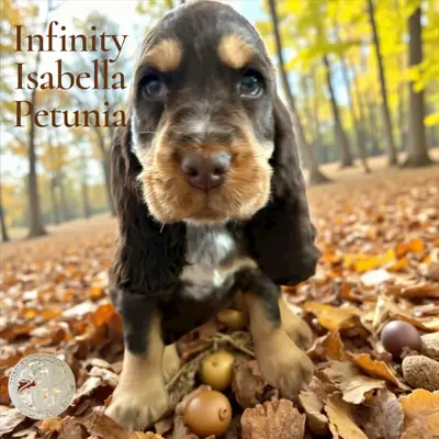 Foto af kuldet: English Cocker Spaniel hvalp, Brandenburg, Opdrættet af Hundezucht vd Schönefelder Höhe