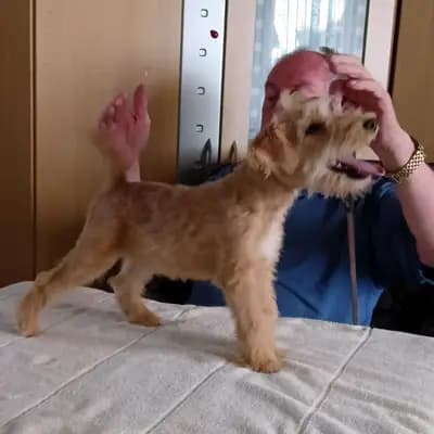 Chester vom Amur – Lakeland Terrier Welpe, Sachsen-Anhalt, Aufgezogen von Lakeland Terrier vom Amur