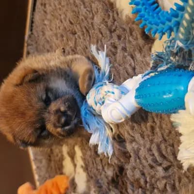 B-vom hundecampus – Shiba Inu Welpe, Salzburg, تمت تربيته بواسطة Shiba Inu vom hundecampus