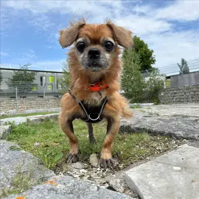TOBI