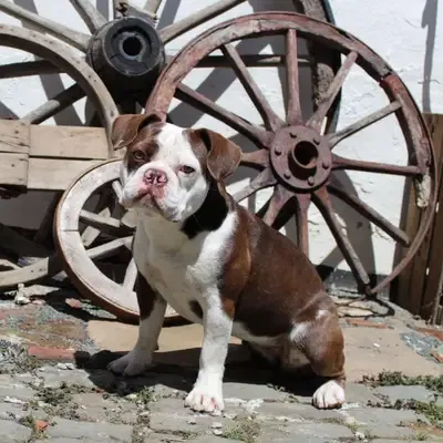 Fransk Bulldog opdragelse: Træningstips til din hund