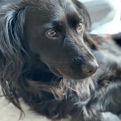 Lucy-Lou