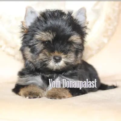 Yorkshire Terrier Welpen aus seriöser Hundezucht. – Yorkshire Terrier Welpe, Bayern, Opdrættet af Hundezucht vom Donaupalast