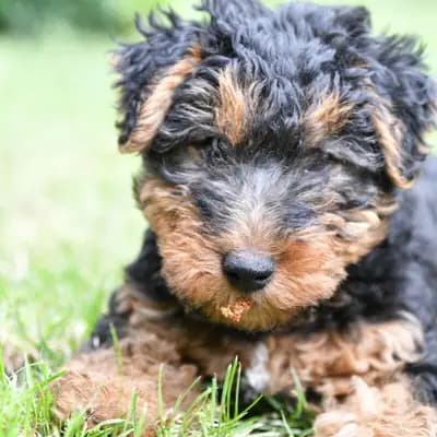 WelshTerrier Welpen | Hündin – Welsh Terrier Welpe, Sachsen-Anhalt, Raised by von der Passion