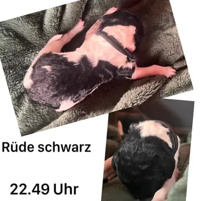 Schwarz – Großpudel (Königspudel) Welpe, Mecklenburg-Vorpommern, Allevato da Airedaleterrierof Ravenclaw