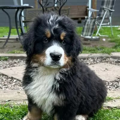 Hobbit – Berner Sennenhund Welpe, Mecklenburg-Vorpommern, Raised by Bernersennenhunde vom Schimmerhof