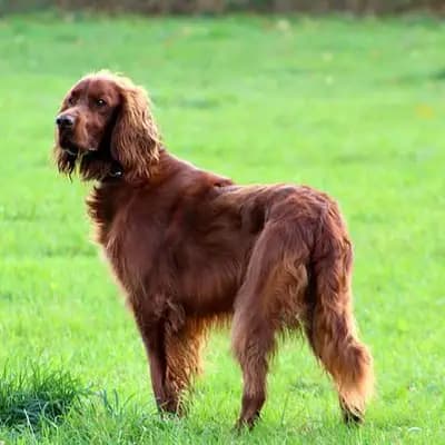 Sussex Spaniel – Hunderasse
