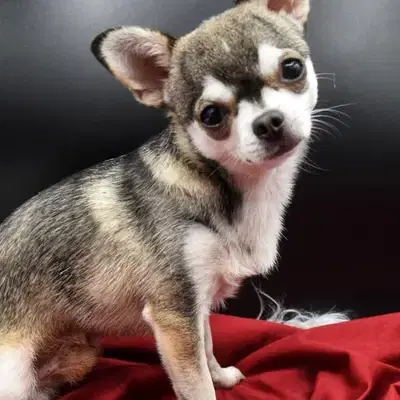 Cooper image