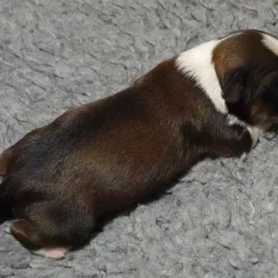 Kai – Tibet Terrier Welpe, Niedersachsen, Yetiştirildi von Rmi.lam Khyi