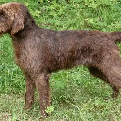Pudelpointer – Hunderasse