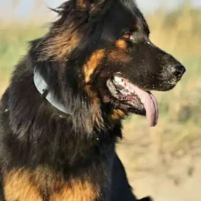 X-Wurf – Altdeutscher Schäferhund Wurf, Schleswig-Holstein, Aufgezogen von Altdeutsche Schäferhunde vom Kreuzkamp