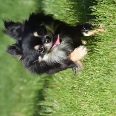 "KADERYOLU" Chihuahua's in Lang- und Kurzhaar