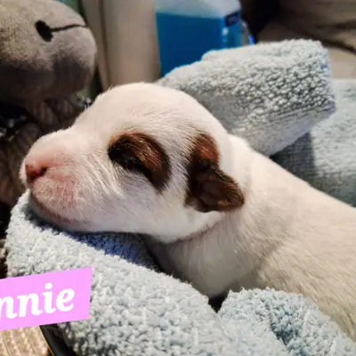 Annie – Parson Russell Terrier Welpe, Mecklenburg-Vorpommern, Raised by Parson Russell Terrier Zucht vom Belfinshof