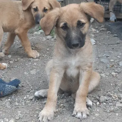 Finn – Mischling, At shelter Animal Souls e.V.