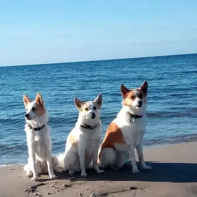 vom Steigbrönnle cover