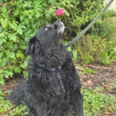 ZOE