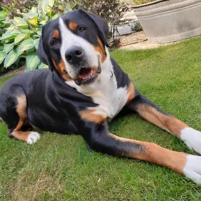 W U R F P L A N U N G - Großer Schweizer Sennenhund Welpen