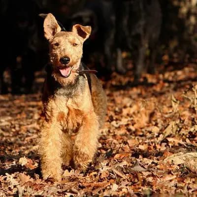 Welsh Terrier – Hunderasse