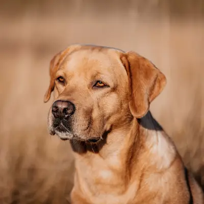E-Wurf – Labrador Retriever Wurf, Steiermark, Aufgezogen von Golden Mountain Spring`s