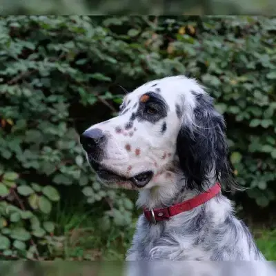 aus dem Fontanagrund cover