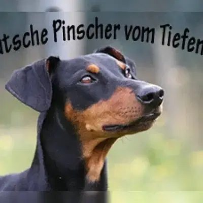 vom Tiefental cover