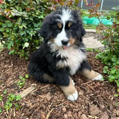 Hudson – Berner Sennenhund Welpe, Mecklenburg-Vorpommern, Raised by Bernersennenhunde vom Schimmerhof