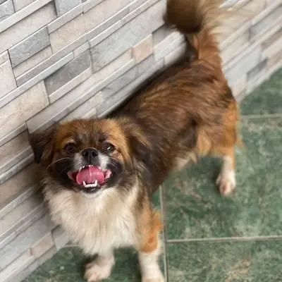 Fifi – Pekinese (Pekingese-Mix), Baden-Württemberg, På internat Animal Souls e.V.