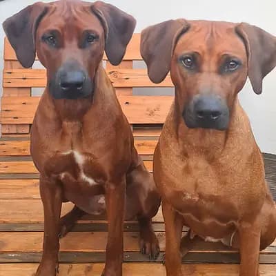 Rüde 2 – Rhodesian Ridgeback Welpe, Niedersachsen, Raised by African Footprints