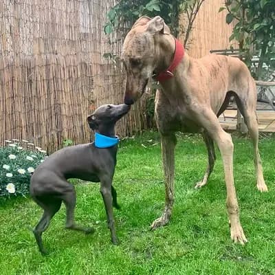 Galgo Espanol – Hunderasse