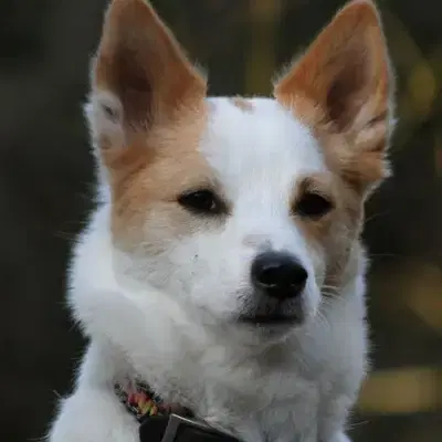 Auri image