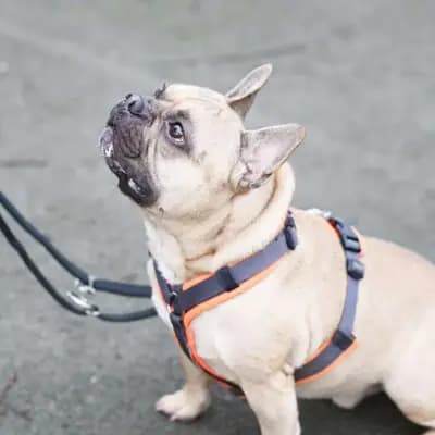 Jack – Französische Bulldogge, Berlin, Im Tierheim Tierheim Berlin
