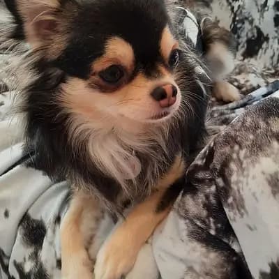 Chihuahuas von den Yunalanden