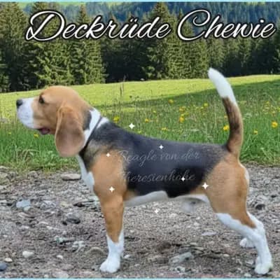 Beagle-Deckrüde \"Chewie\" – Beagle Welpe, Bayern, Allevato da Beagle von der Theresienhöhe