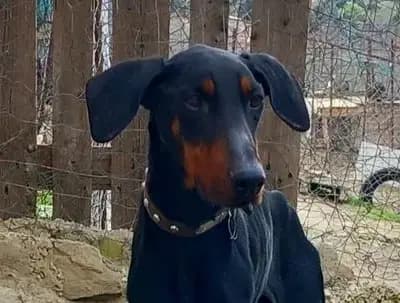 Dopper – Dobermann, Niedersachsen, Im Tierheim Zorro Dogsavior e.V. - Tierhilfe für den Norden Griechenlands