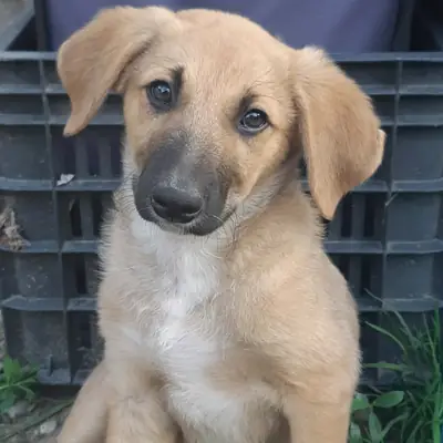 Paul – Mischling, Baden-Württemberg, På internat Animal Souls e.V.