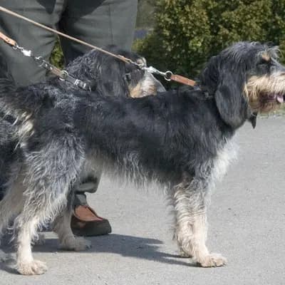 Griffon Bleu de Gascogne – Hunderasse