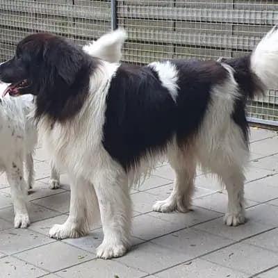 Eros – Landseer Welpe, Baden-Württemberg, Opdrættet af Landseer vom Sieben-Erlen-See