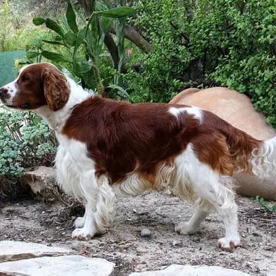 Welsh Springer Spaniel – Hunderasse